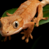 Full-res-_-Crested-Gecko 1