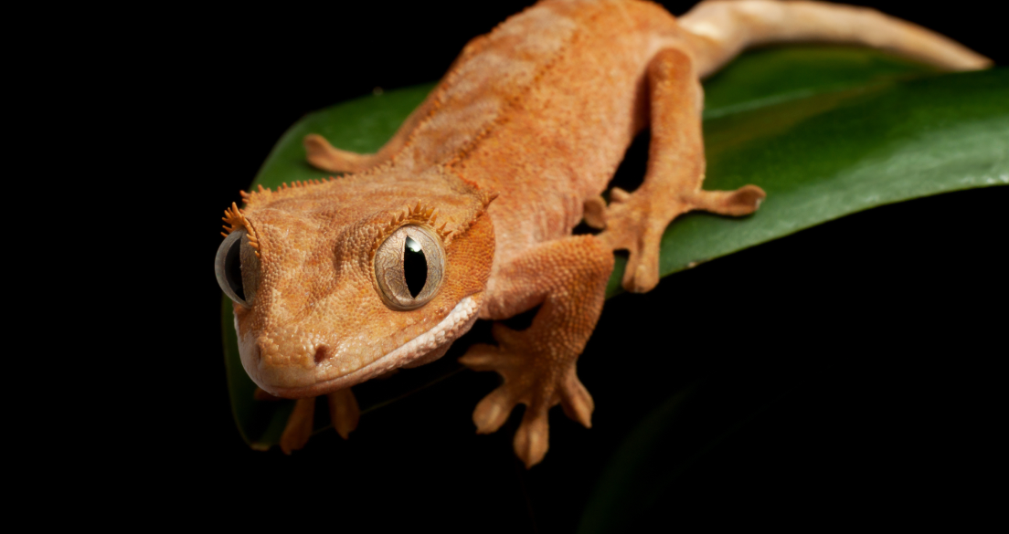 Full-res-_-Crested-Gecko 1